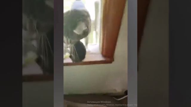 смешные животные с озвучкой