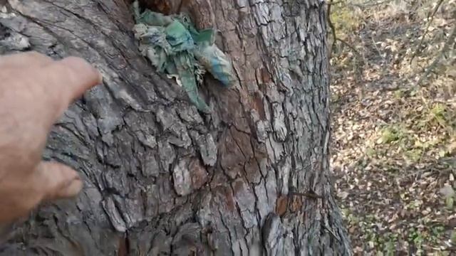 Где живут дикие пчелы.