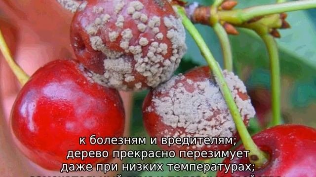 Черешня Черный принц