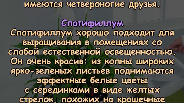10 КОМНАТНЫХ РАСТЕНИЙ, ОЧИЩАЮЩИХ ВОЗДУХ В ПОМЕЩЕНИИ