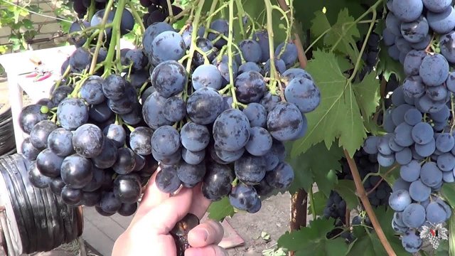 Сорт Винограда Страшенский