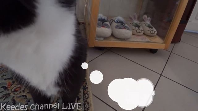 Рыжик в котокафе Котиссимо. Много спасенных кошек и приятная атмосфера