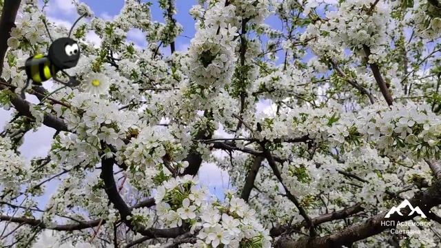 Один раз в год сады цветут !