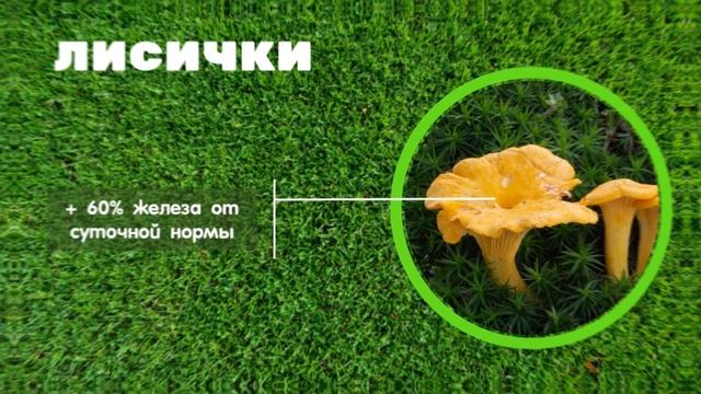 Лисички, шампиньоны, маслята и белые гриб: какой гриб полезнее. Рейтинг и советы диетолога
