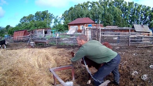 Лечим телке глаз// Жизнь в деревне