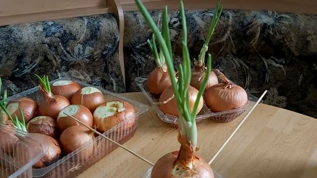 Наблюдение за ростом лука. Практическая работа на каникулах.