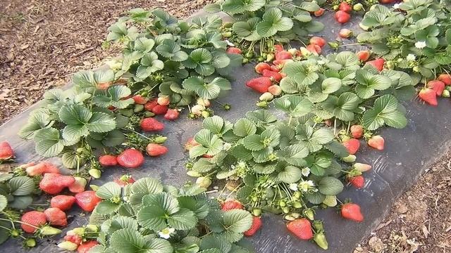 ПЕРЕСАДКА КЛУБНИКИ ВЕСНОЙ на другое место