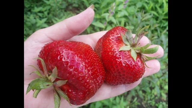 Топ сортов клубники. Лучшие крупноплодные сорта клубники
