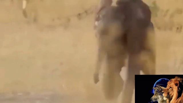 Дикий жизнь, дикий природа.