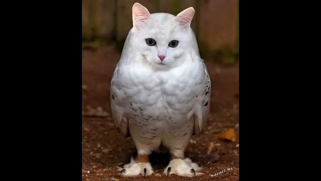 КОТОСОВА Kotosova !!!