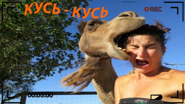 ПОПРОБУЙ НЕ ЗАСМЕЯТЬСЯ, 999% ПРОИГРАЮТ / 305 СЕКУНД СМЕХА | ПОДБОРКА ПРИКОЛОВ / СМЕШНЫЕ ВИДЕО 2023