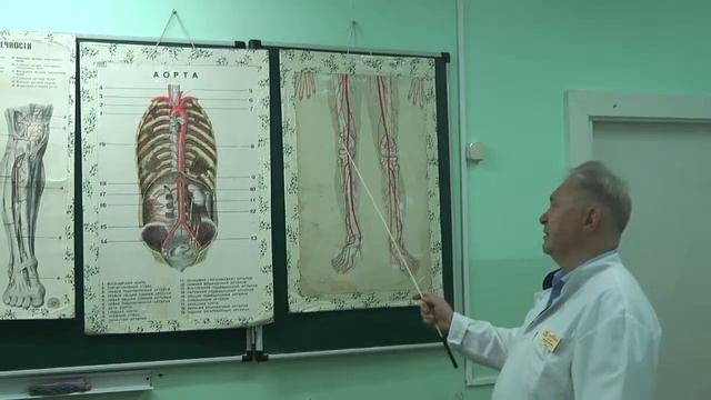 Лекция "Артериальная система"