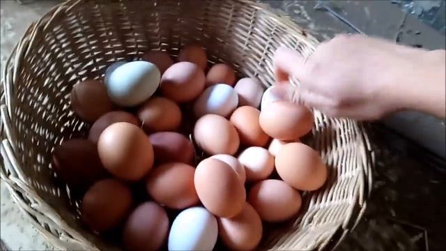 Какие куры несут 'золотые' яйца  Бизнес на яйцах!