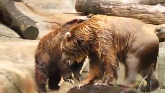 Grizzly Bear vs. Coastal Brown Bear - part 3