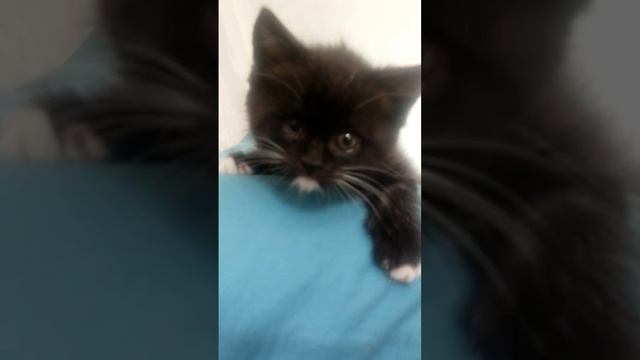 video5325983506893918716