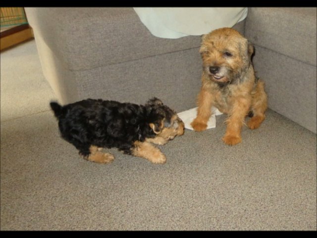 Вельшик прибыл из Ярославля в Москву VI 2015.