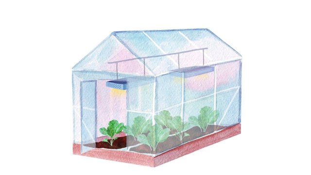 28.2. Овощи. Капуста