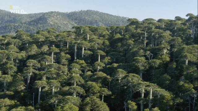 Araucaria araucana. Nat Geo WILD
