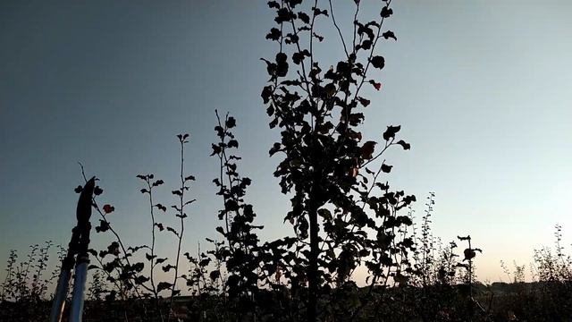 Обрезка сливы. Обрезка сливы осенью. Обрезка косточковых осенью.