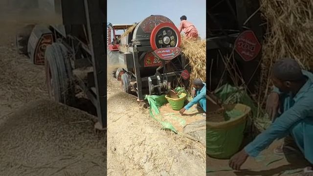видео поржать от енота брю