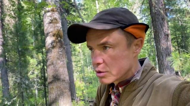 Натаска молодых щенков лайки