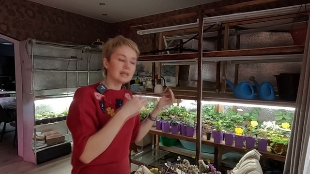 ЛАМПЫ ДЛЯ РАССАДЫ-КАКИЕ ЛАМПЫ ВЫБРАТЬ?