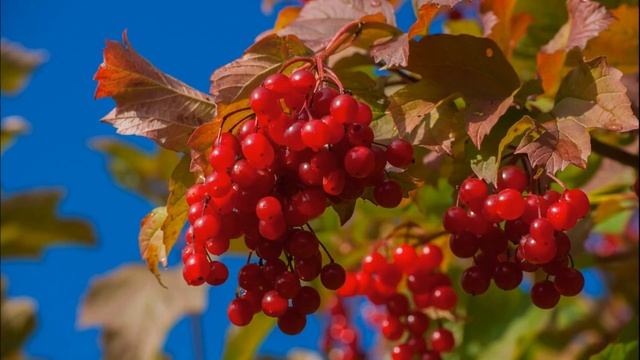 Людмила Николаева - Калина-рябина