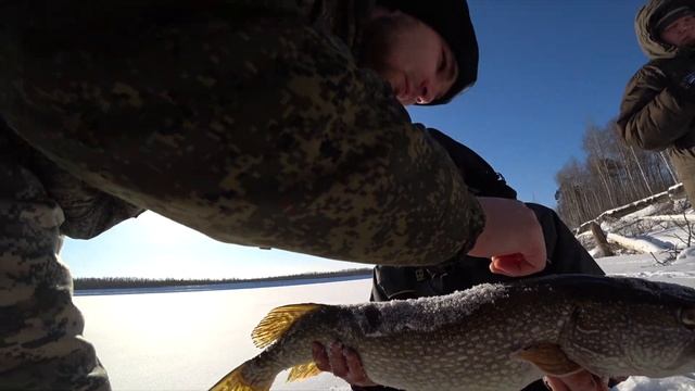 Зимняя рыбалка на реке Иртыш .Ловим на жерлицы и комбайны!