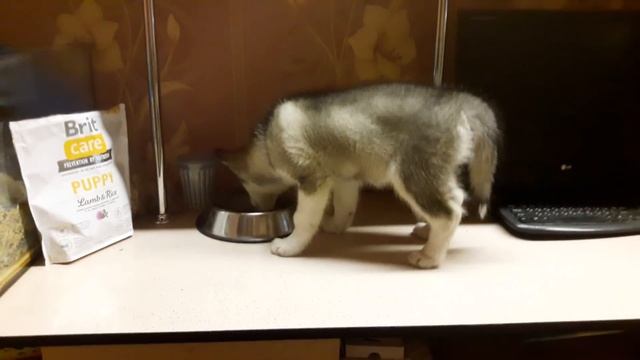 Разрушительный щенок против хаски и маламута | Майк и Рокки в шоке!