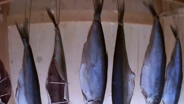 Холодное копчение. часть 3. Испытание селедкой.