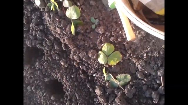 посадка лука и чеснока в зиму на Урале