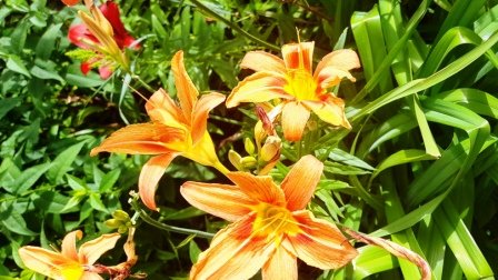 Ф. Шопен - Ноктюрн № 20.