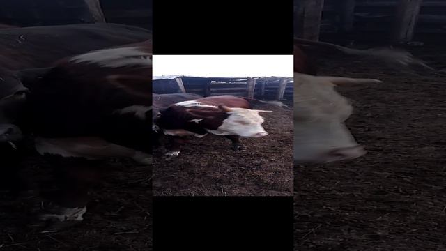 1000020106.mp4