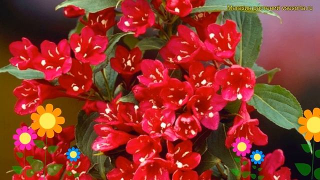 Вейгела гибридная Ева Ратке. Краткий обзор, описание характеристик weigela hybrida Eva Rathke