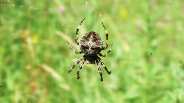 Угловатый крестовик. Паук из Красной книги ( Araneus angulatus )