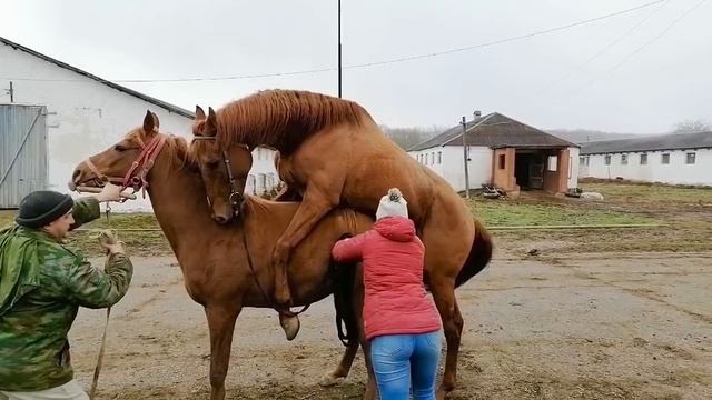 Случка с жеребцом Канцлером 2016г.р (Kancler) (Cover Set-Chippe Elite) Случка лошадей +79883400208