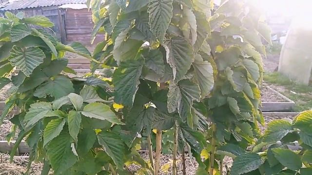 Малиновое дерево Таруса  часть- 2 // Как запустить на зимовку // Ягодная Империя Анастасии