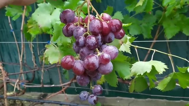 Самый дорогой виноград для тех кто не знает.