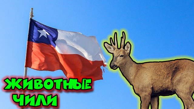 Животные Чили.mp4