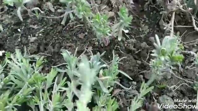 ?Лаванда.Когда и как лучше черенковать лаванду ?Черенкование как способ размножения.