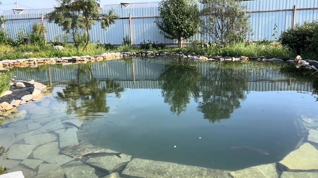 Чистый пруд для купания без особых затрат