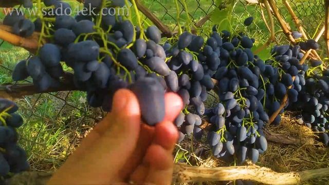 Виноград Надежда АЗОС. Преимущества и недостатки.