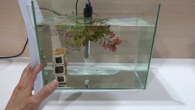 Особенности разведения рыбок петушков (Betta splendens) PT. 3?
