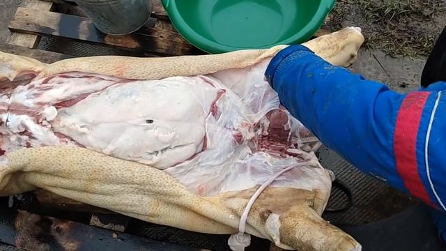 Вытаскиваем ливер у поросёнка  нутровка или свежевание свиной туши