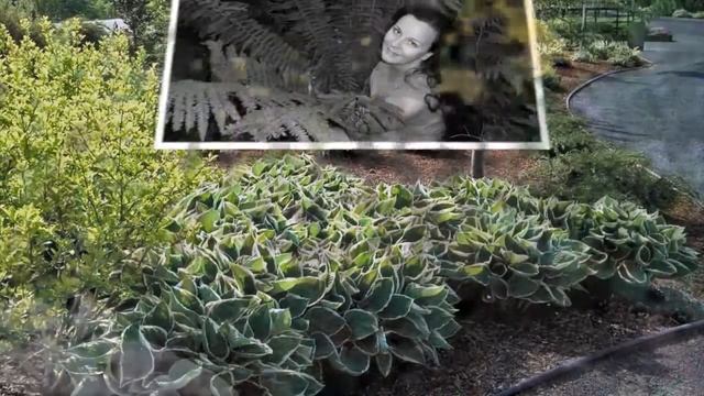 саженцы от питомника Семейный Сад