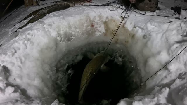 Такому улову позавидует каждый рыбак. Проверка перемета 22.12.2023.