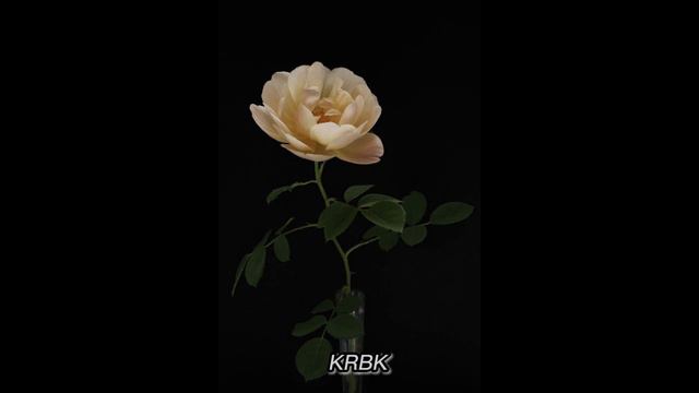 KRBK - Цветочек