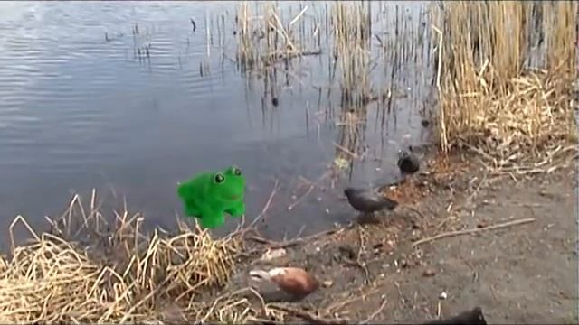 Лягушонок