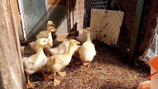 Гуси Линда . Выгодно ли содержать.