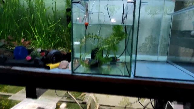 Стимуляция нереста коридорасов...